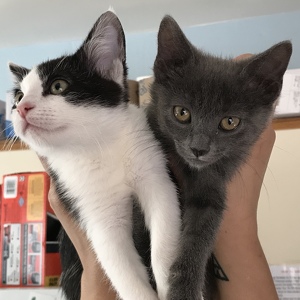 Fundraising Page: Pat Tazzara